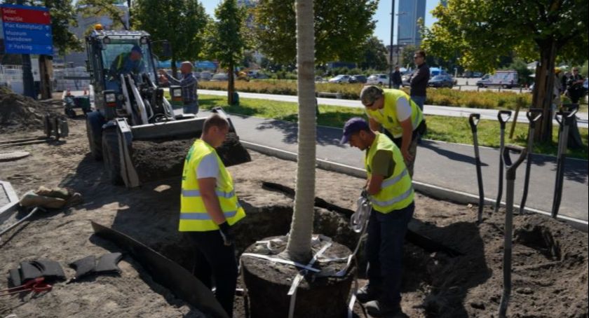 Nowe drzewa w Centrum Warszawy