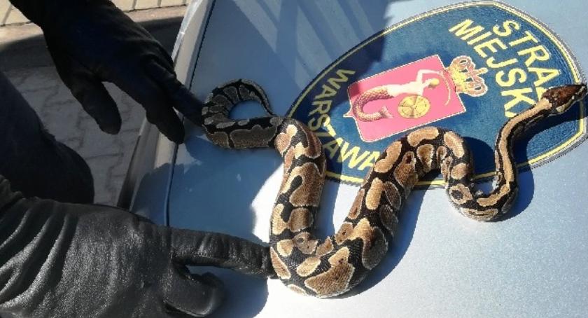 Zwierzęta uratowane przez Ekopatrol