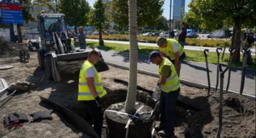 Zielone Centrum Warszawy: projekt zasadzenia nowych drzew